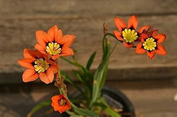 Orange Black Sparaxis Flower seeds for Planting - Cut Flower Favorite, Heirloom & GMO Free Seeds for Home Garden
Sale for planting in home garden