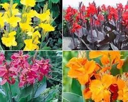 Perennial Canna Flower seeds for Planting Colorful Display Heirloom & GMO Free Seeds for Home Garden
Sale for planting in home garden