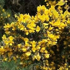 Yellow Gorse Ulex Europaeus Flower seeds for Planting - Easy to Grow, Heirloom & GMO Free Seeds for Home Garden
Sale for planting in home garden