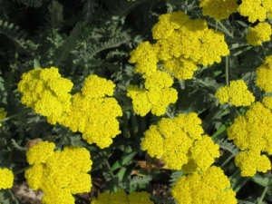 Yellow Achillea Millefolium Flower seeds for Planting - Shade Tolerant, Heirloom & GMO Free Seeds for Home Garden
Sale for planting in home garden.