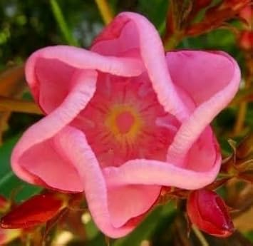 Sixfold Flower seeds for Planting - Hardy Variety, Heirloom & GMO Free Seeds for Home Garden
Sale for planting in home garden.