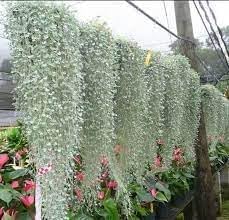 Heirloom Dichondra Flower seeds for Planting Vibrant Colors Heirloom & GMO Free Seeds for Home Garden
Sale for planting in home garden