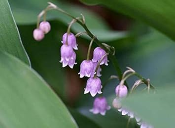Purple Bell Orchid Flower seeds for Planting - Low Maintenance, Heirloom & GMO Free Seeds for Home Garden
Sale seeds for planting in home garden