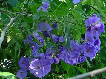 Blue Abutilon Striatum Flower seeds for Planting - Cut Flower Favorite, Heirloom & GMO Free Seeds for Home Garden
Sale seeds for planting in home garden