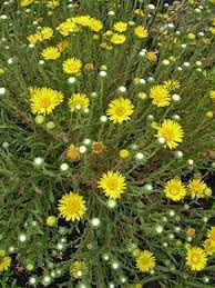 Grindelia Flower seeds for Planting - Seasonal Bloomer, Heirloom & GMO Free Seeds for Home Garden
Sale for planting in home garden.