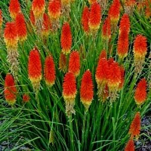 Red Kniphofia Flower seeds for Planting - Compact Growth, Heirloom & GMO Free Seeds for Home Garden
Sale for planting in home garden