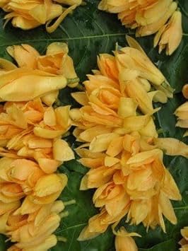 Champa Flower seeds for Planting Drought Tolerant Heirloom & GMO Free Seeds for Home Garden
Sale for planting in home garden