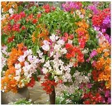 Heirloom Bougainvillea Flower seeds for Planting Pollinator Friendly Heirloom & GMO Free Seeds for Home Garden
Sale for planting in home garden