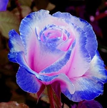 Pink and Blue Rose Flower seeds for Planting - Perfect for Borders, Heirloom & GMO Free Seeds for Home Garden
Sale for planting in home garden.