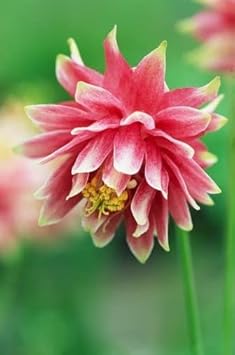 Pale Pink Columbines Flower seeds for Planting - Colorful Display, Heirloom & GMO Free Seeds for Home Garden
Sale for planting in home garden.