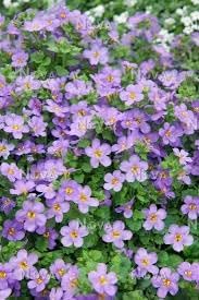 Gulliver Flower seeds for Planting - Drought Tolerant, Heirloom & GMO Free Seeds for Home Garden
Sale for planting in home garden.