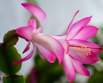 White Pink Zygocactus Truncatus Flower seeds for Planting - Long Bloom Season, Heirloom & GMO Free Seeds for Home Garden
Sale for planting in home garden.