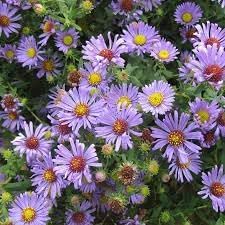 Aromatic Aster Flower seeds for Planting Colorful Display Heirloom & GMO Free Seeds for Home Garden
Sale for planting in home garden