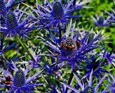 Blue Sea Holly Flower seeds for Planting - Seasonal Bloomer, Heirloom & GMO Free Seeds for Home Garden
Sale for planting in home garden.
