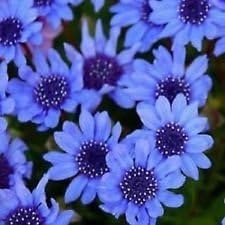 Blue Felicia Flower seeds for Planting - Long Bloom Season, Heirloom & GMO Free Seeds for Home Garden
Sale for planting in home garden