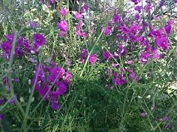 Heirloom Swainsonia Flower seeds for Planting Seasonal Bloomer Heirloom & GMO Free Seeds for Home Garden
Sale for planting in home garden