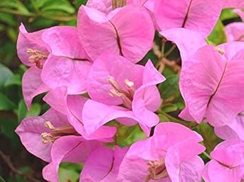 Baby Pink Bougainvillea Flower seeds for Planting - Perfect for Borders, Heirloom & GMO Free Seeds for Home Garden
Sale seeds for planting in home garden