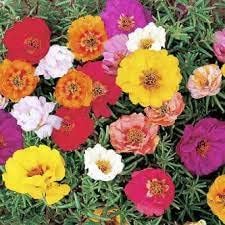 Heirloom Portulaca Flower seeds for Planting Sun Loving Heirloom & GMO Free Seeds for Home Garden
Sale for planting in home garden