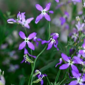 Matthiola Flower seeds for Planting - Perfect for Borders, Heirloom & GMO Free Seeds for Home Garden
Sale seeds for planting in home garden
