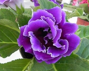 Heirloom Gloxinia Perennial Flower seeds for Planting Colorful Display Heirloom & GMO Free Seeds for Home Garden
Sale for planting in home garden