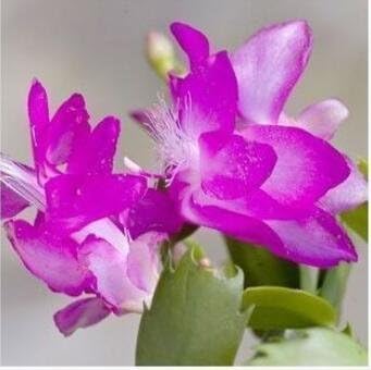 Violet Schlumbergera Flower seeds for Planting - Garden Favorite, Heirloom & GMO Free Seeds for Home Garden
Sale for planting in home garden.