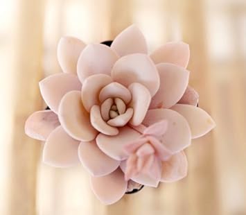 Light Pink Echeveria Laui Flower seeds for Planting Fragrant Blossoms Heirloom & GMO Free Seeds for Home Garden
Sale seeds for home garden planting