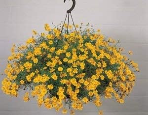 Yellow Thymophylla Flower seeds for Planting - Sun Loving, Heirloom & GMO Free Seeds for Home Garden
Sale for planting in home garden.