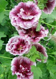 Mixed Alcea Rosea Flower seeds for Planting - Colorful Display, Heirloom & GMO Free Seeds for Home Garden
Sale for planting in home garden