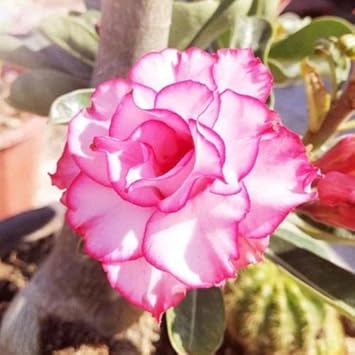 Adenium Obesum Rose Flower seeds for Planting Fragrant Blossoms Heirloom & GMO Free Seeds for Home Garden
Sale seeds for home garden planting