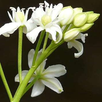 Scilla Siberica Flower seeds for Planting - Colorful Display, Heirloom & GMO Free Seeds for Home Garden
Sale for planting in home garden