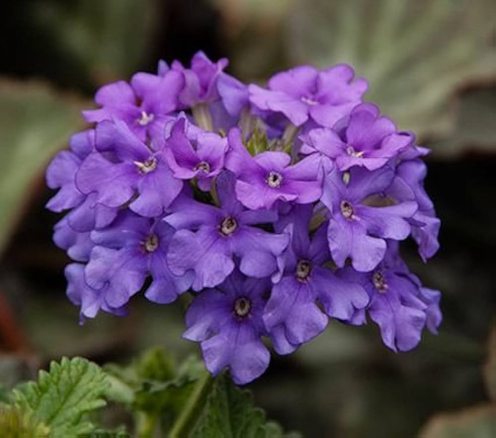 Verbena 'Blue Lagoon' Flowers Seeds