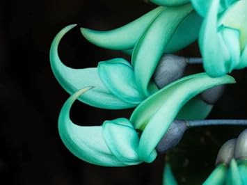 Jade Green Flower seeds for Planting - Long Bloom Season, Heirloom & GMO Free Seeds for Home Garden
Sale for planting in home garden.
