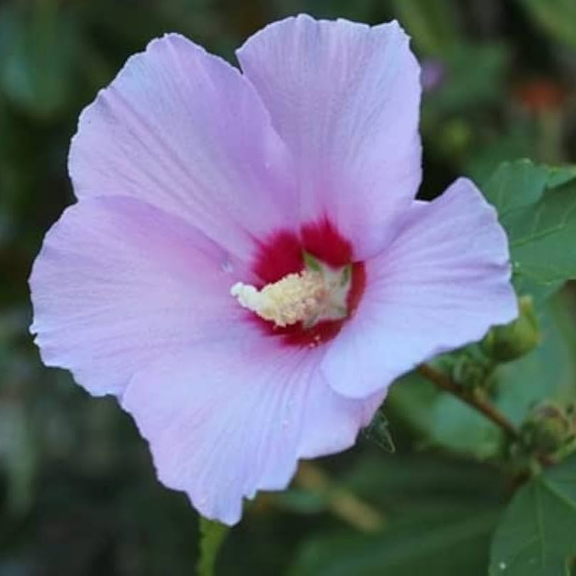 Semillas de flores de Hibiscus Syriacus