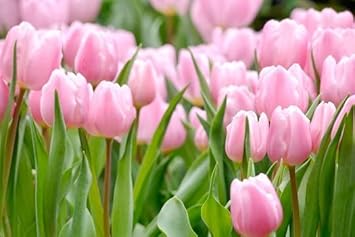 Light Pink Tulip Flower seeds for Planting - Premium Quality, Heirloom & GMO Free Seeds for Home Garden
Sale for planting in home garden