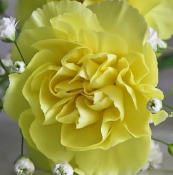 Yellow Carnations Flower seeds for Planting - Low Maintenance, Heirloom & GMO Free Seeds for Home Garden
Sale for planting in home garden