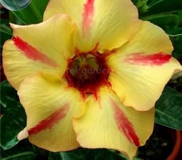Yellow Red Bellfarm Flower seeds for Planting - Wildflower Mix, Heirloom & GMO Free Seeds for Home Garden
Sale seeds for planting in home garden