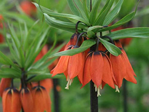 planting fritillaria seeds Fritillaria Imperialis Flower seeds for Planting Season