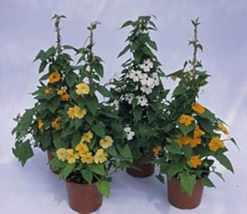 Mixed Thunbergia Flower seeds for Planting - Bright Blooms, Heirloom & GMO Free Seeds for Home Garden
Sale for planting in home garden.