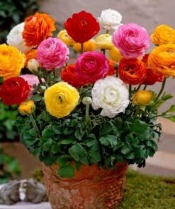 Mixed Ranunculus Flower seeds for Planting - Cut Flower Favorite, Heirloom & GMO Free Seeds for Home Garden
Sale for planting in home garden