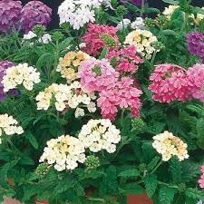 Heirloom Trailing Verbena Flower seeds for Planting Seasonal Bloomer Heirloom & GMO Free Seeds for Home Garden
Sale for planting in home garden