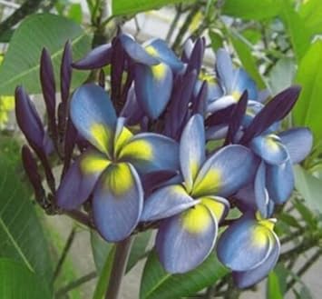 Blue Yellow Frangipani Flower seeds for Planting - Seasonal Bloomer, Heirloom & GMO Free Seeds for Home Garden
Sale seeds for planting in home garden
