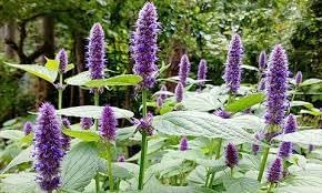 Agastache Rugosa Flower seeds for Planting - Compact Growth, Heirloom & GMO Free Seeds for Home Garden
Sale seeds for planting in home garden