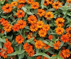 Zinnia Profusion Flower seeds for Planting Seasonal Bloomer Heirloom & GMO Free Seeds for Home Garden
Sale for planting in home garden