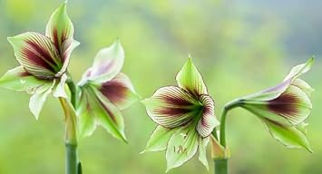 Amaryllis Flower seeds for Planting - Shade Tolerant, Heirloom & GMO Free Seeds for Home Garden
Sale for planting in home garden.