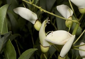 White Erythrina Crista Galli Flower seeds for Planting - Cut Flower Favorite, Heirloom & GMO Free Seeds for Home Garden
Sale for planting in home garden