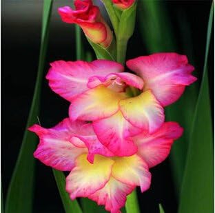 Pink Orchid Flower seeds for Planting Long Bloom Season Heirloom & GMO Free Seeds for Home Garden
Sale seeds for home garden planting