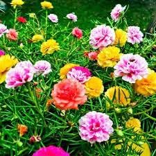 Portulaca Flower seeds for Planting - Drought Tolerant, Heirloom & GMO Free Seeds for Home Garden
Sale for planting in home garden