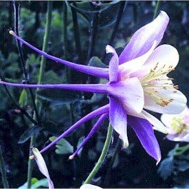 Blue White Aquilegia Coerulea Flower seeds for Planting - Drought Tolerant, Heirloom & GMO Free Seeds for Home Garden
Sale for planting in home garden