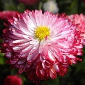Leucanthemum Shasta Flower seeds for Planting - Seasonal Bloomer, Heirloom & GMO Free Seeds for Home Garden
Sale for planting in home garden.