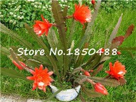 Orange Schlumbergera Flower seeds for Planting - Colorful Display, Heirloom & GMO Free Seeds for Home Garden
Sale for planting in home garden.